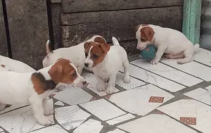 1-3 months Female Purebred Jack Russell Terrier