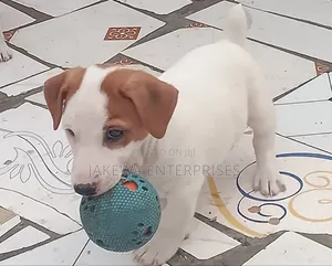 1-3 months Male Purebred Jack Russell Terrier