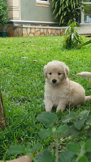 1-3 months Male Purebred Golden Retriever