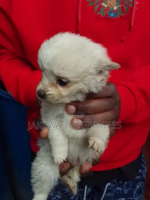 1-3 months Female Purebred Japanese Spitz