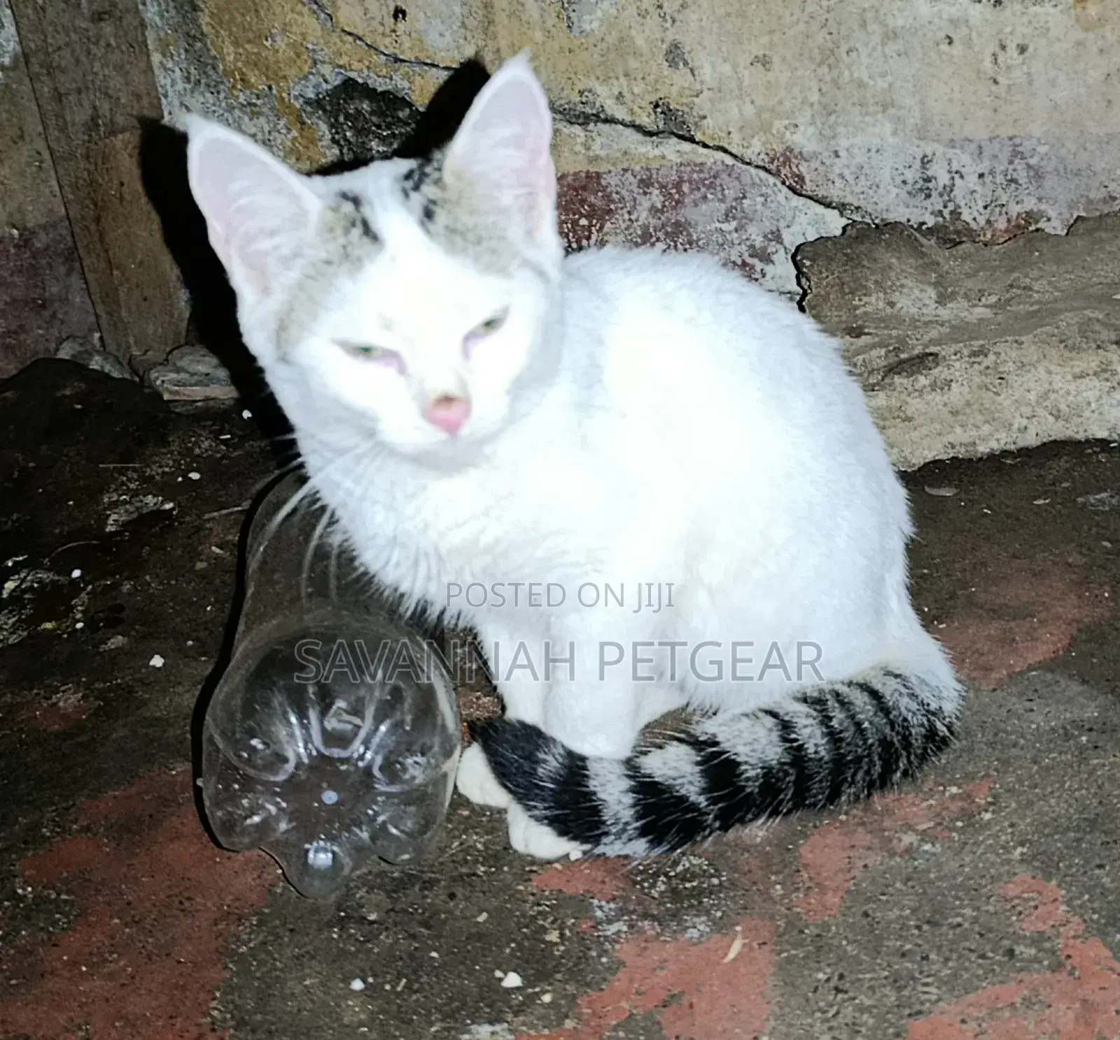 1-3 months Male Mixed Breed Cat