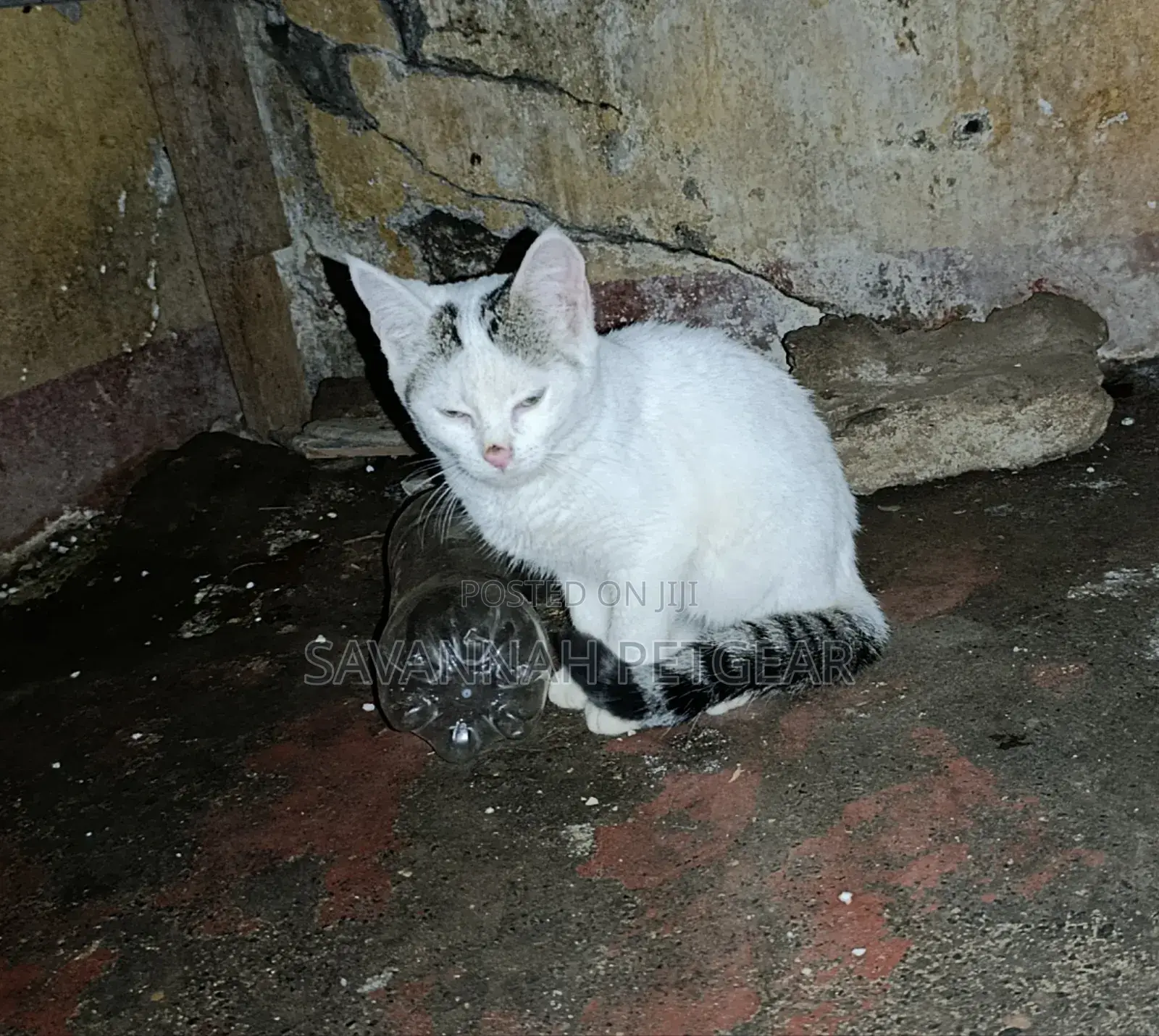 1-3 months Male Mixed Breed Cat