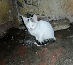 1-3 months Male Mixed Breed Cat