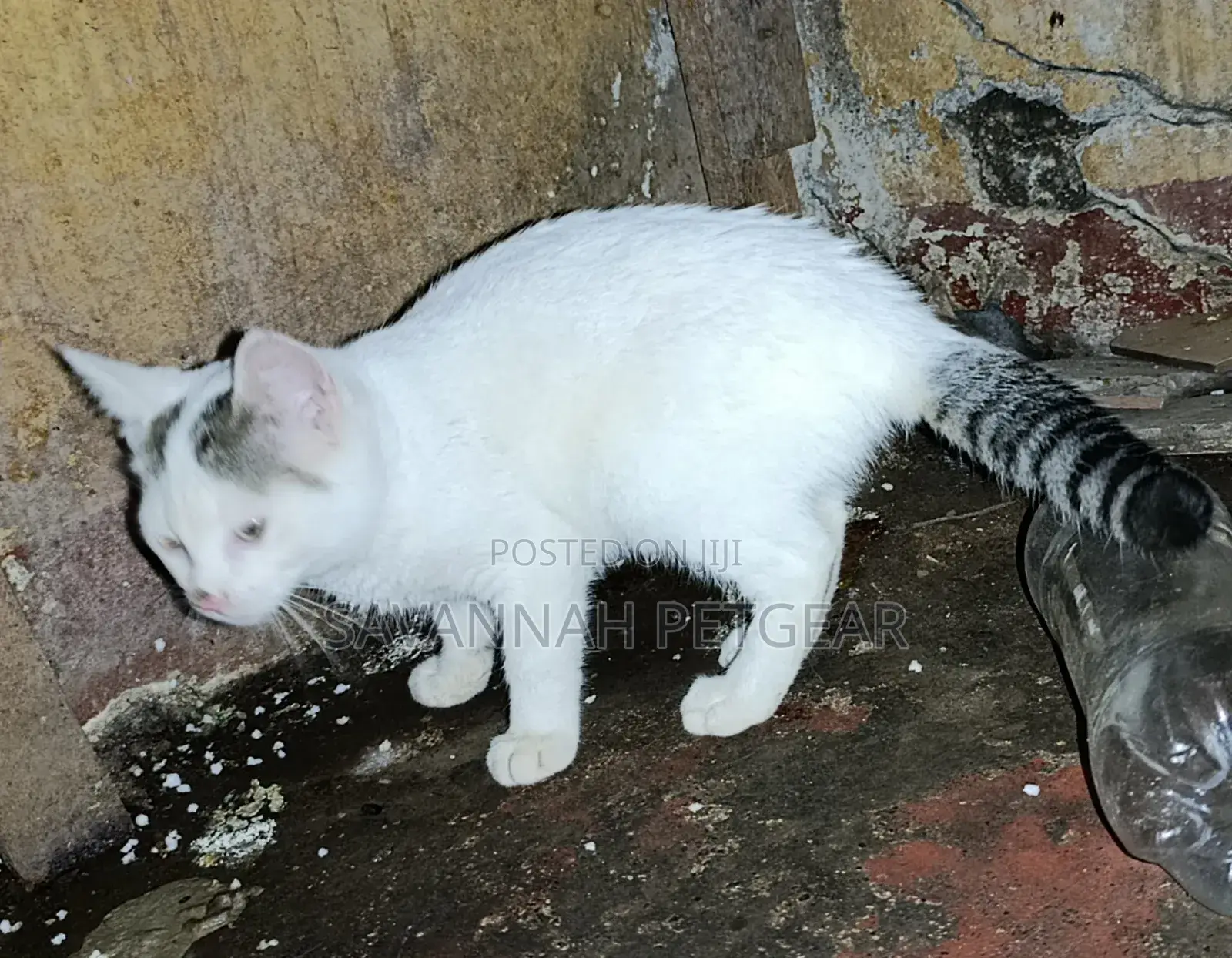 1-3 months Male Mixed Breed Cat