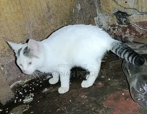 1-3 months Male Mixed Breed Cat