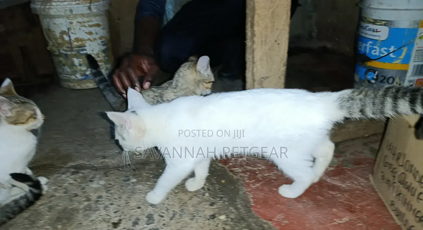 1-3 months Male Mixed Breed Cat