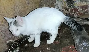 1-3 months Male Mixed Breed Cat