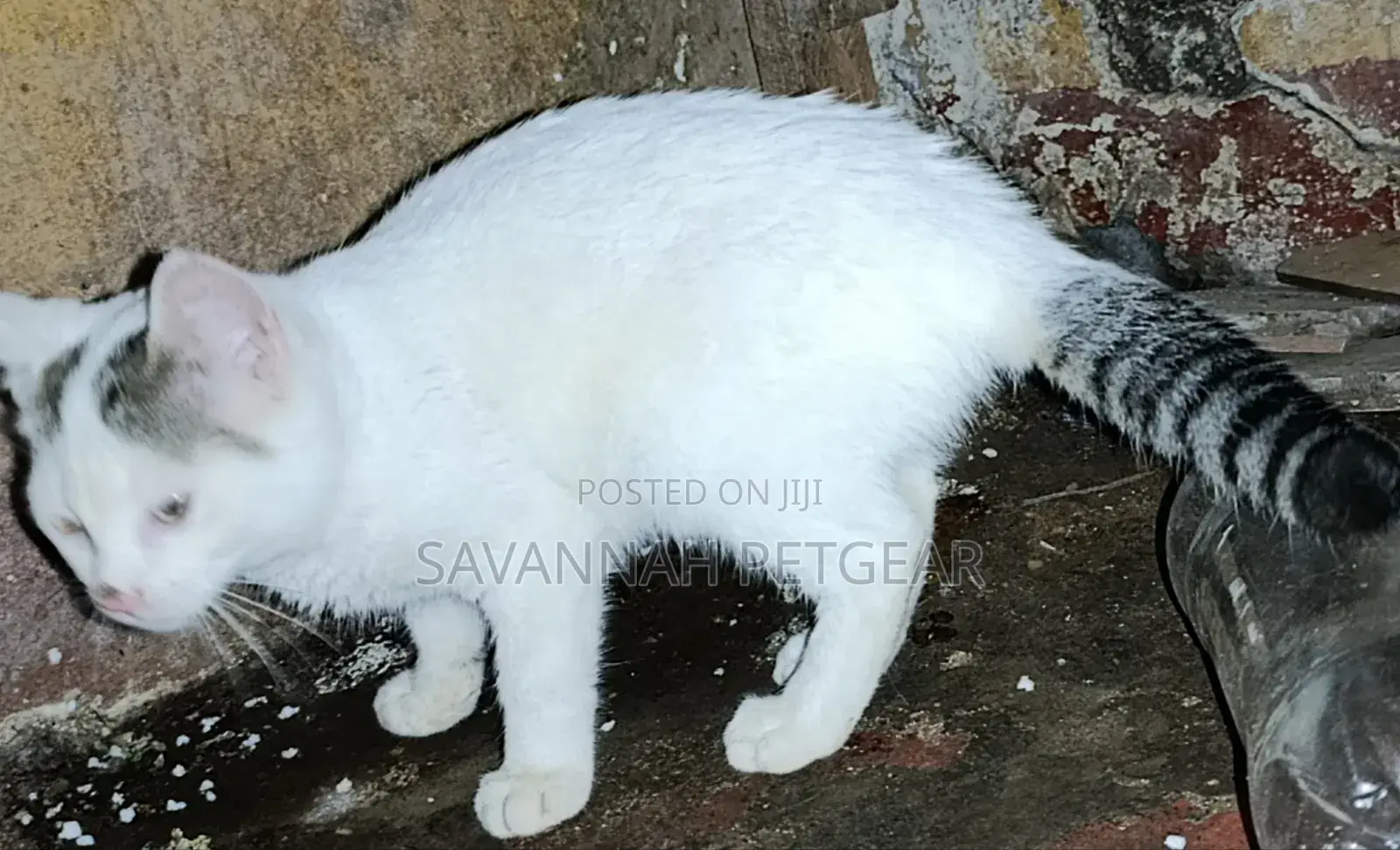 1-3 months Male Mixed Breed Cat