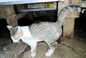 3-6 months Female Mixed Breed Cat