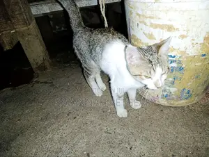 3-6 months Male Mixed Breed Cat