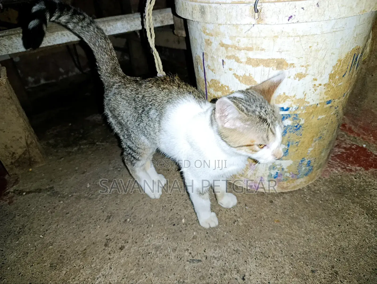 3-6 months Male Mixed Breed Cat