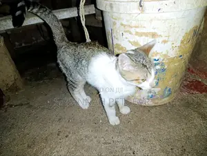 3-6 months Male Mixed Breed Cat