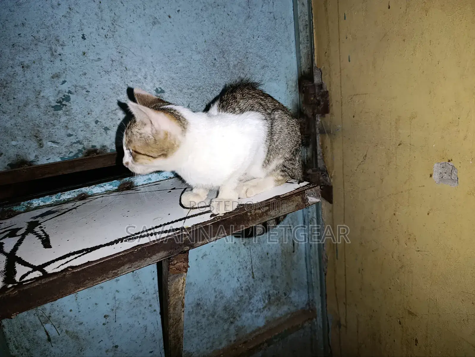 3-6 months Male Mixed Breed Cat