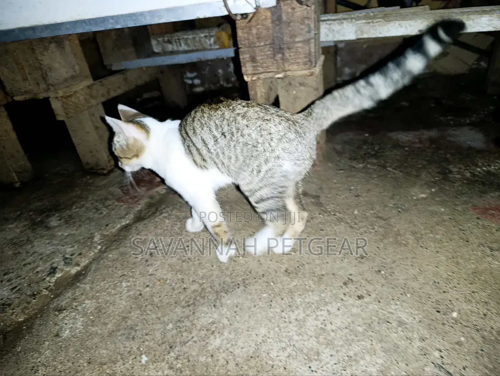 3-6 months Male Mixed Breed Cat