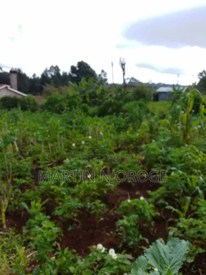 50 by 100 Raini Njeke( Juvenalis)