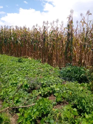 Land for Sale at Ngata, Nakuru