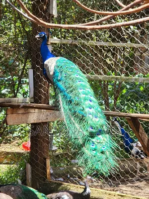 Indian Blue Peacock Pair Mature