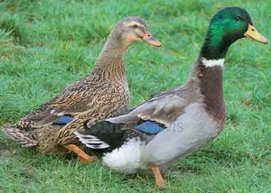 Rouen Ornamental Ducks Pair