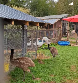 Australian Emus Chicks Pair
