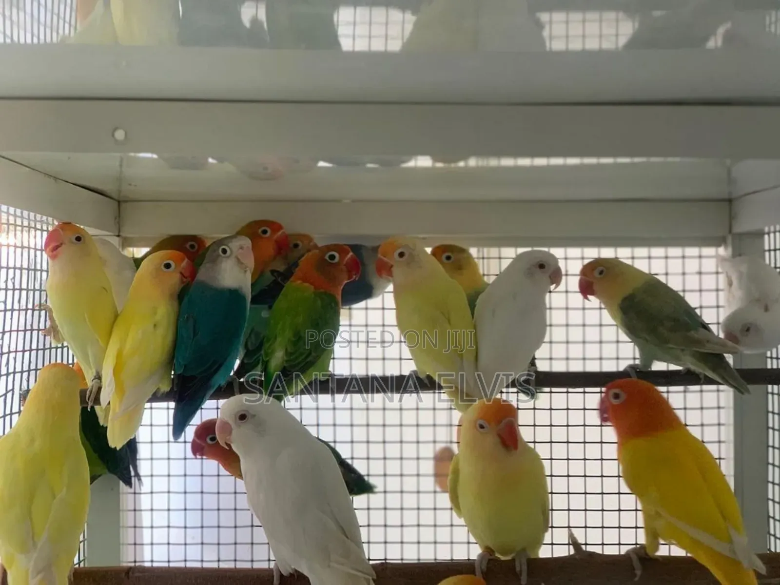 Lovebird Mutations Mature Pair