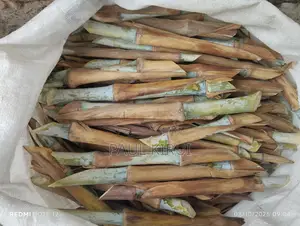 Pakchong (Super Napier)