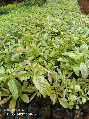 Grafted Hass Seedlings