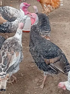 Bronze Narragansett Royal Palm Turkey - 6 Months Old