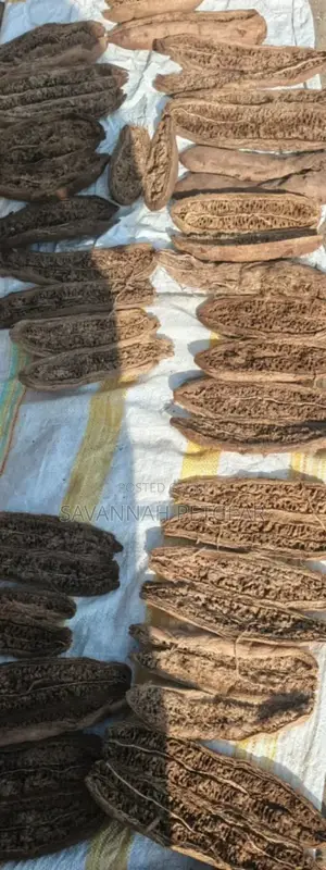 Quality Kigelia Africana Dried Fruit For Making Powder - Per Fruit