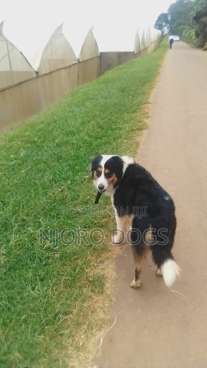 Stud Available Purebred Bernese Mountain