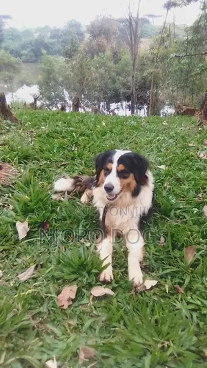 Stud Available Purebred Bernese Mountain