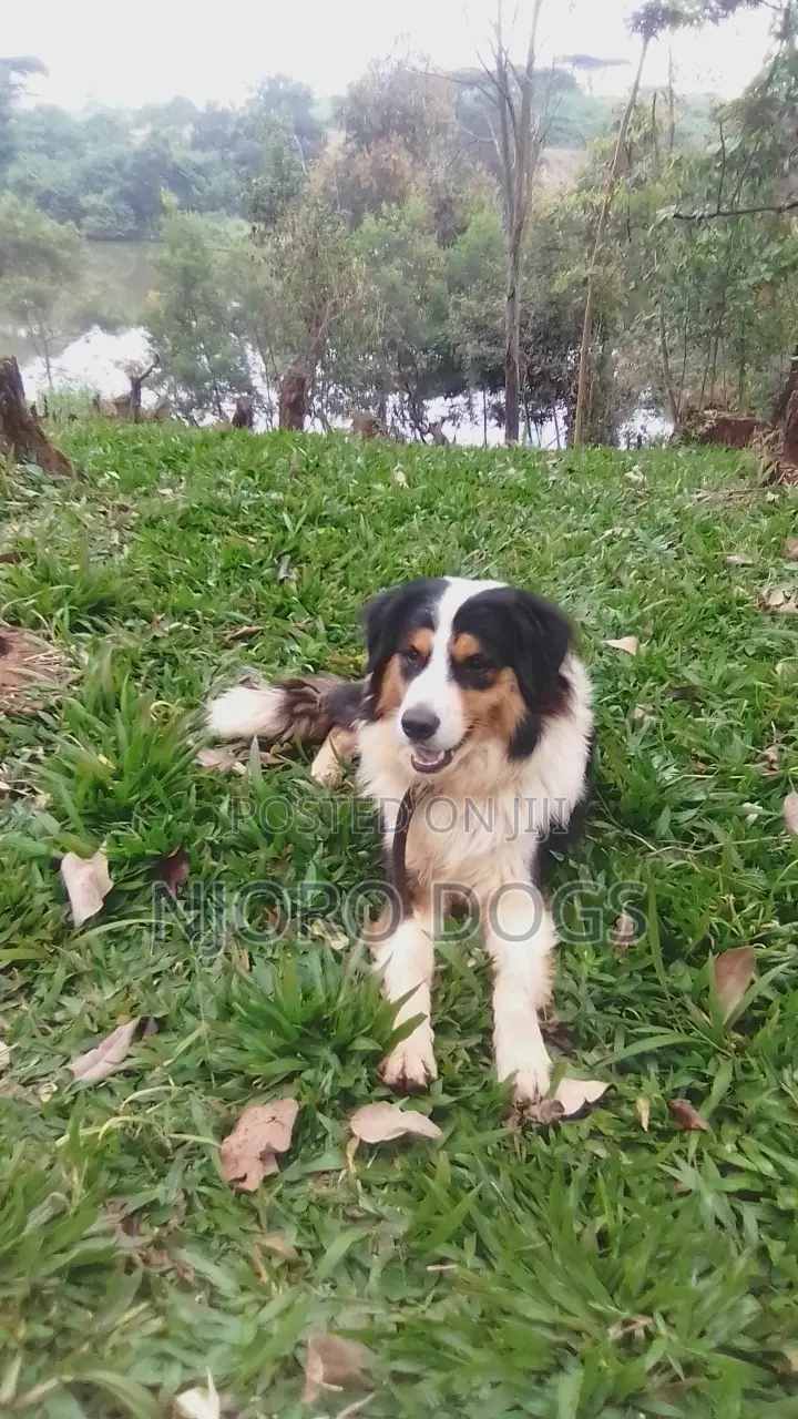 Stud Available Purebred Bernese Mountain