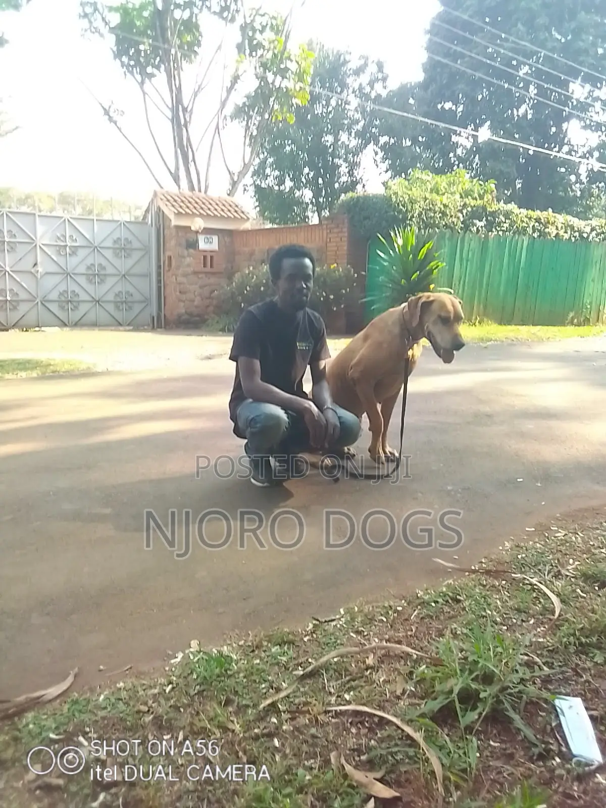 Professional Dog Trainer