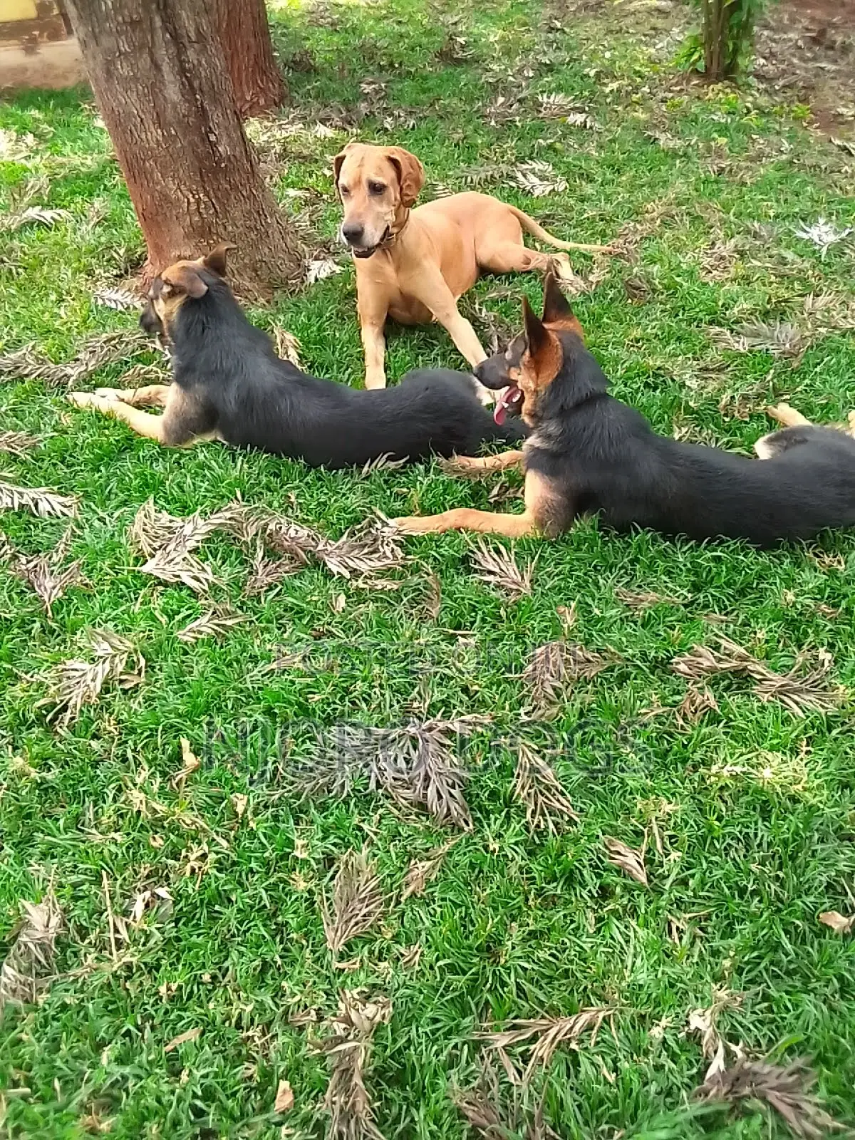 Professional Dog Trainer