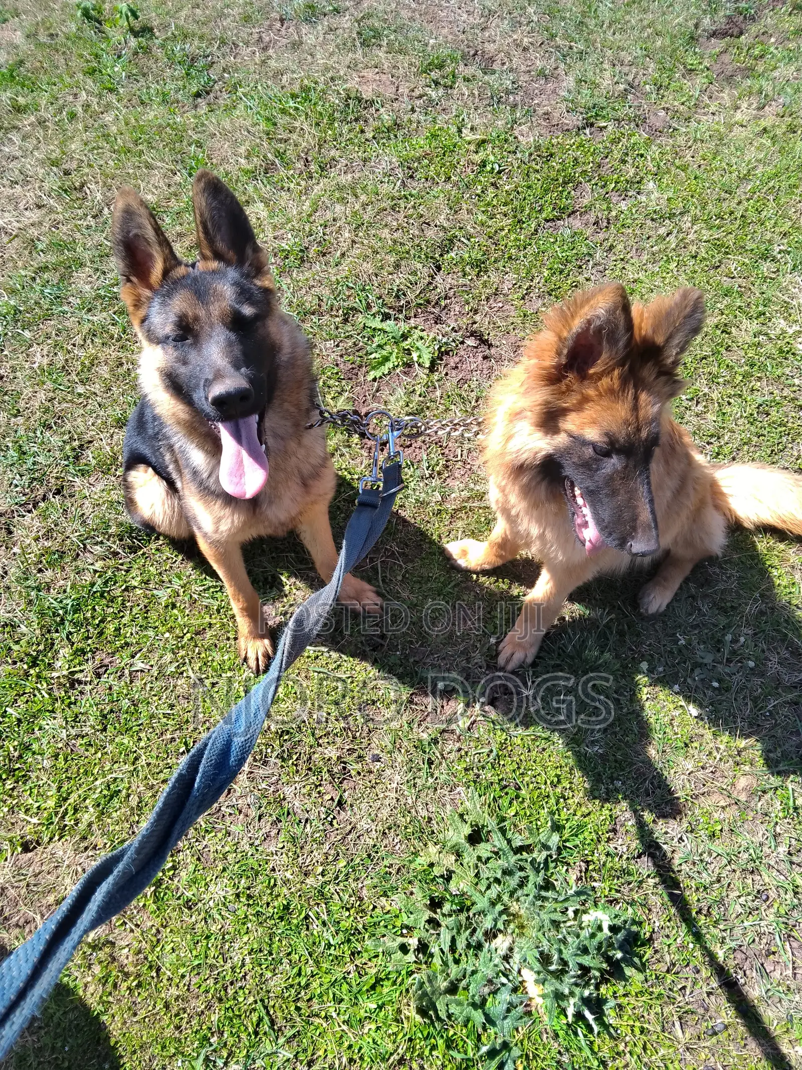 Professional Dog Trainer