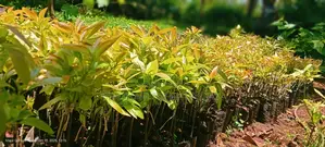 All Tree/Fruit Seedlings. Available