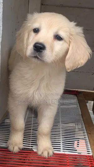 1-3 months Male Purebred Golden Retriever