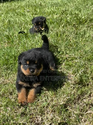 1-3 months Female Purebred Rottweiler