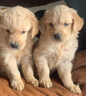 1-3 months Male Purebred Golden Retriever