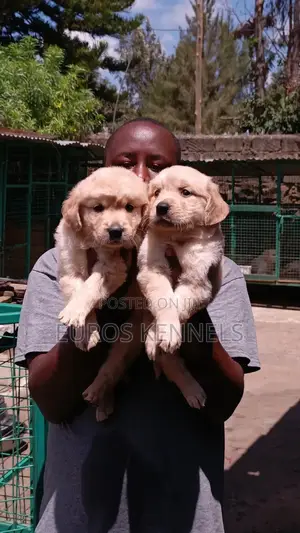 1-3 months Female Purebred Golden Retriever