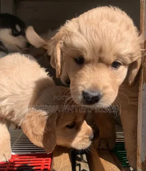 1-3 months Female Mixed Breed Golden Retriever