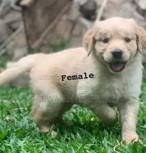 1-3 months Female Purebred Golden Retriever