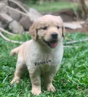 1-3 months Female Purebred Golden Retriever
