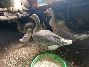 Pilgrim Geese (5 Females) 6 Months Old Domestic Geese