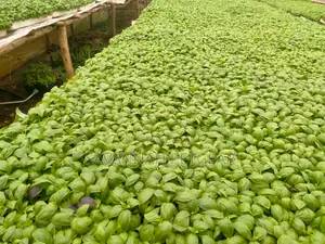 Basil Aroma 2 Variety Seedlings (Each Tray Holds 442 Seedlings) 100pcs