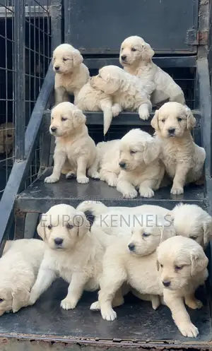 1-3 months Male Purebred Golden Retriever