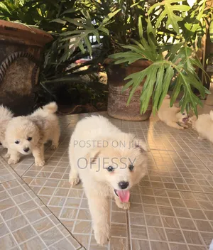 1-3 months Female Purebred Japanese Spitz