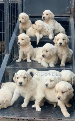 1-3 months Male Purebred Golden Retriever