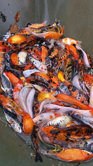 Ornamental Fish Koi Carps