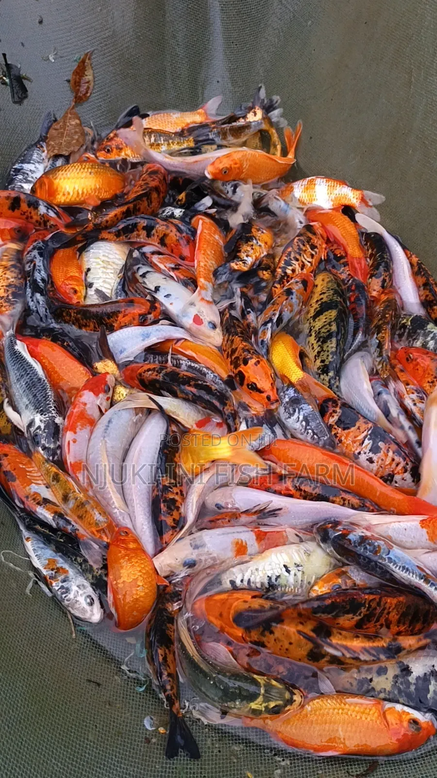 Ornamental Fish Koi Carps