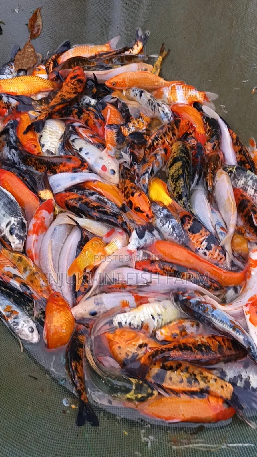 Ornamental Fish Koi Carps